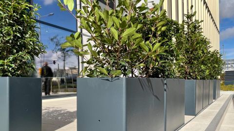 Pflanzgefäße Freilandpflanzen - Linea Futura Greening