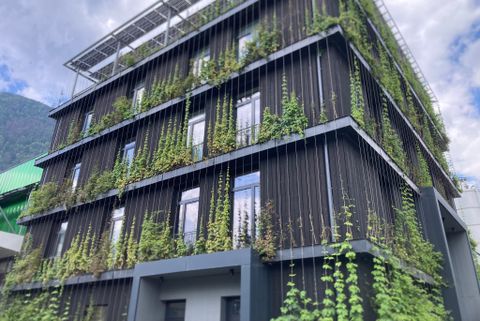 Fassadenbegrünung mit rankenden Pflanzen an Spalieren