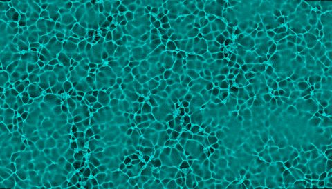 Vernetzte Wasserstruktur als Metapher für die fünf Kompetenzfelder des SOUL4WORK Impact Circle