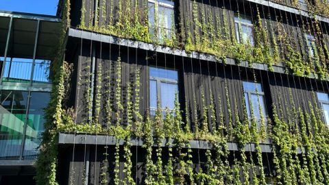 Fassadenbegruenung - Linea Futura Greening