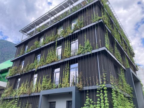 Fassadenbegrünung mit rankenden Pflanzen an Spalieren